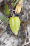 Coastal groundcherry